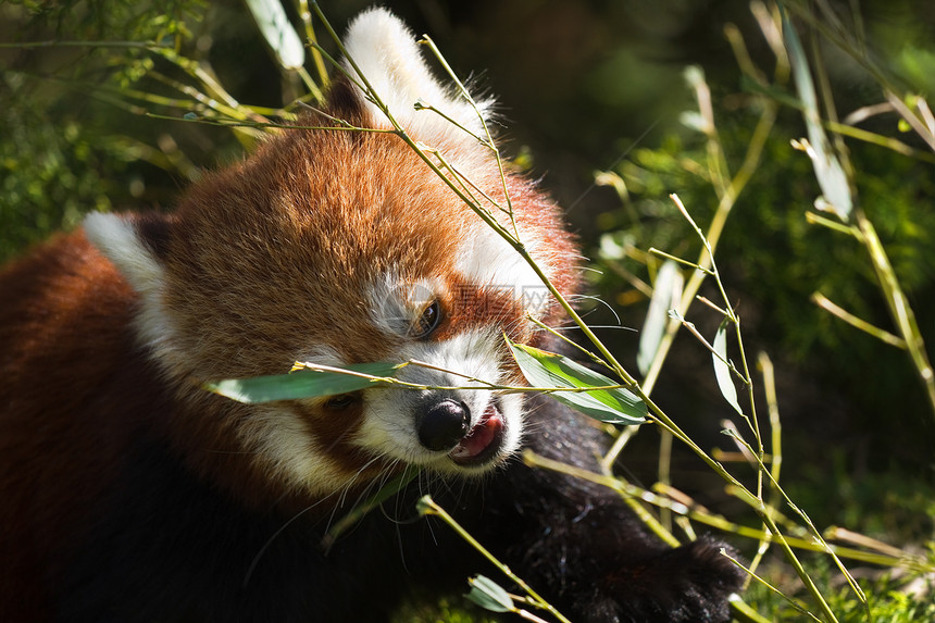 红熊猫吃竹子荒野狐狸吉祥物哺乳动物火狐动物野生动物濒危火猫图片