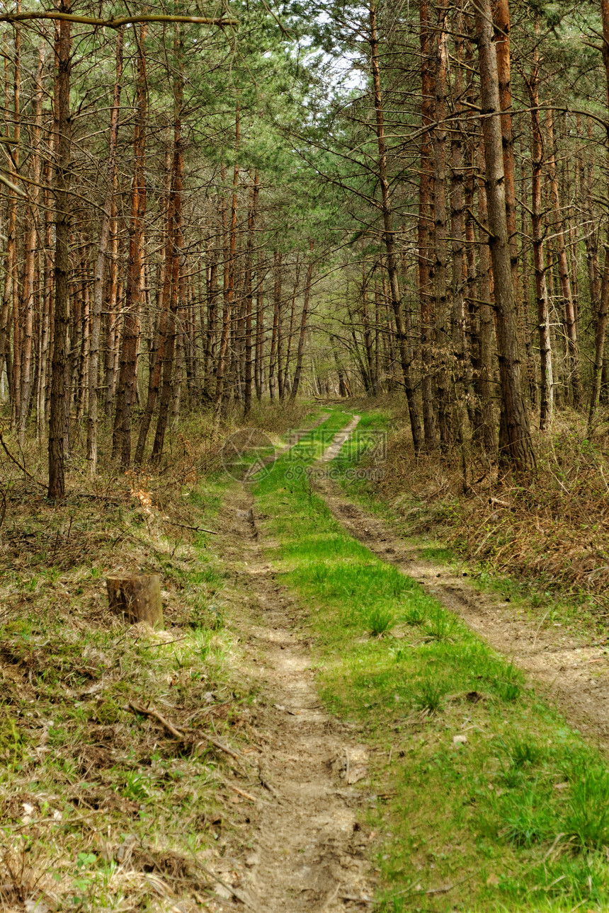 森林中的泥土路泥路道路叶子树木树叶环境木头森林地平线季节图片