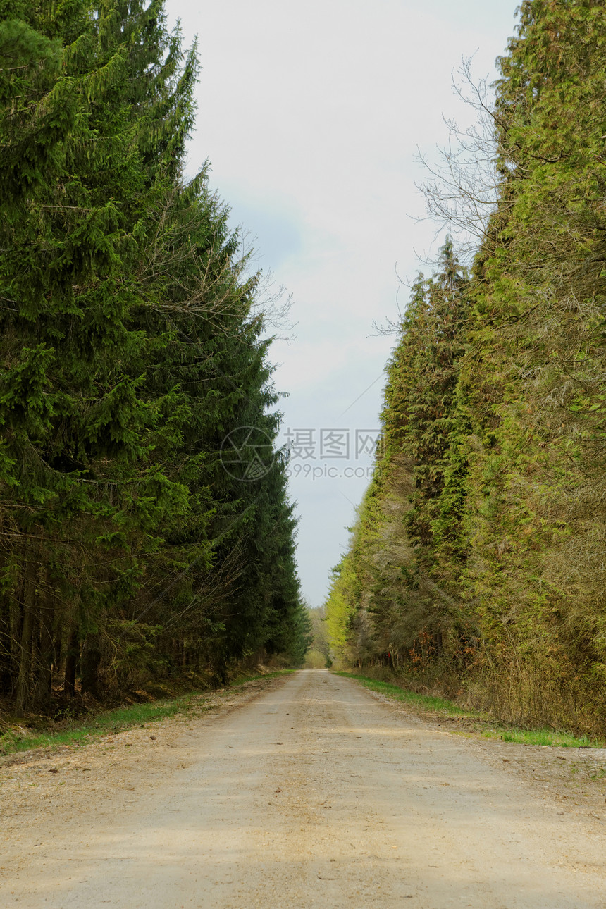 森林中的泥土路土地叶子泥路环境植物公园地平线农业树叶运输图片