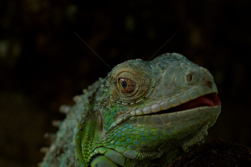 绿色蜥蜴的肖像动物园鬣蜥脊椎动物情调爪子宏观爬行者荒野尾巴野生动物图片