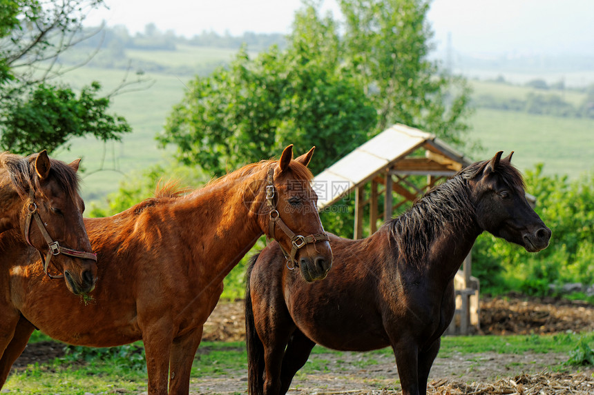 马匹跑步哺乳动物太阳骑术马术旅行农业天空荒野动物图片