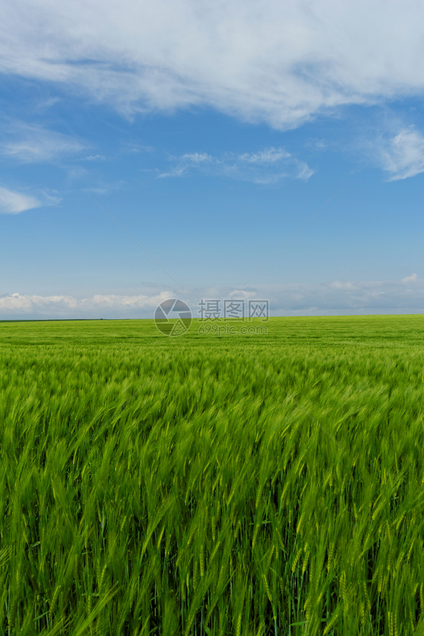 蓝云天空下的小麦田玉米农田植物蓝色草地风景土地场景草原环境图片