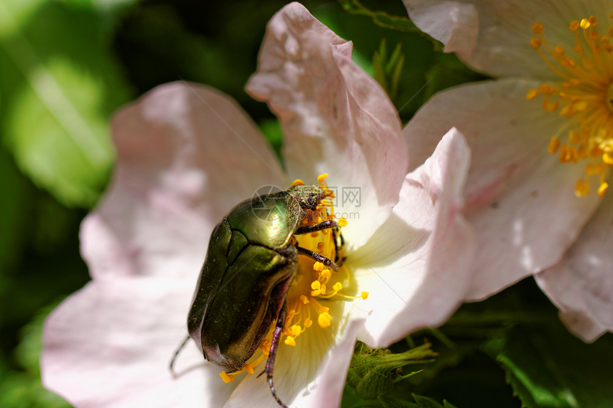 甲壳虫蛋白纤维物种植物花粉生物学生物正方形野生动物黄色植物群脊椎动物甲虫图片