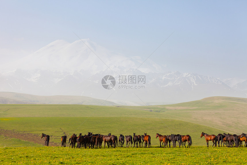 夏季青草牧场上的马群马匹天空农场草地速度日光农业赛跑者良种哺乳动物图片