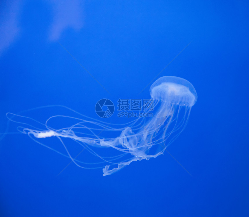 美杜沙海洋学生物水族馆热带动物野生动物危险海洋蓝色情调图片
