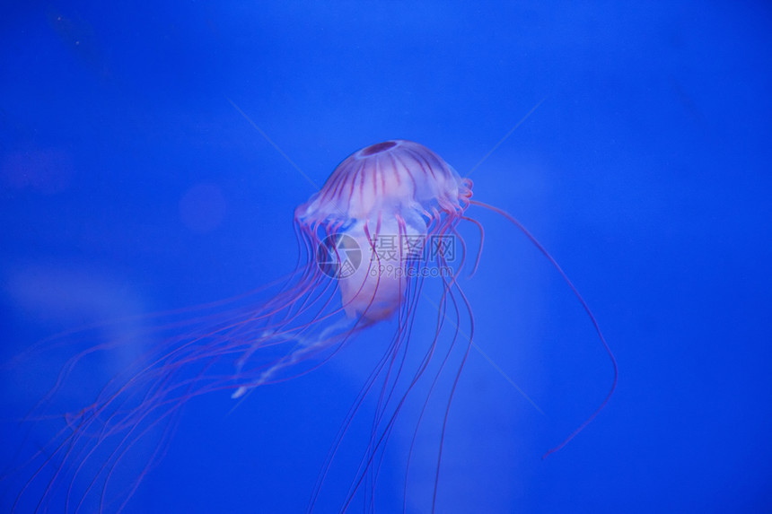美杜沙水族馆野生动物危险情调生物异国热带动物海洋学海洋图片
