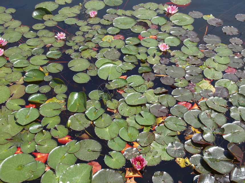 水下绿色池塘百合树叶波浪绿色植物叶子植被植物液体图片
