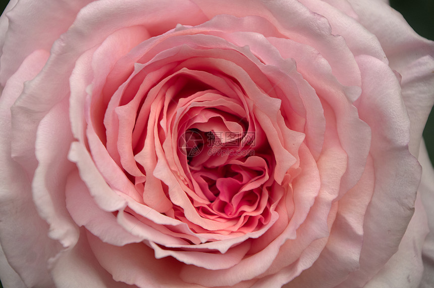 旧英国玫瑰粉色花瓣蔷薇图片