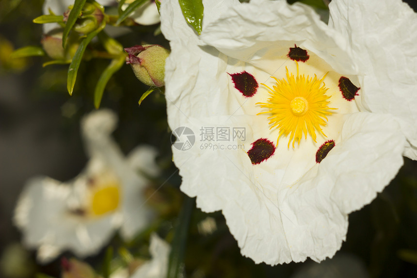 花朵公园花粉棕色黄色白色绿色眼睛叶子花园岩玫瑰图片