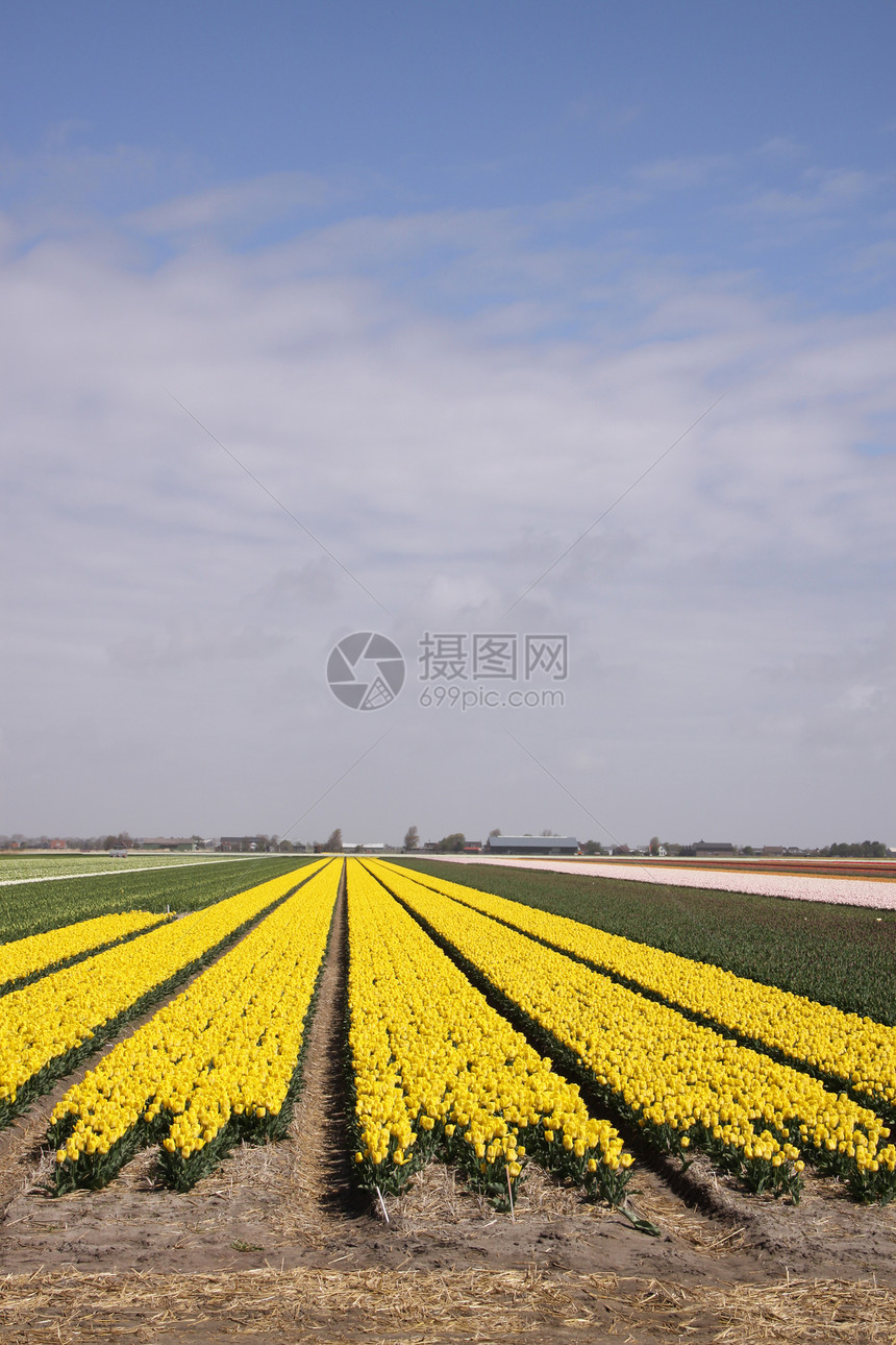 荷兰的农业 农业粉色草地乡村花朵紫色园艺黄色花园农场灯泡图片