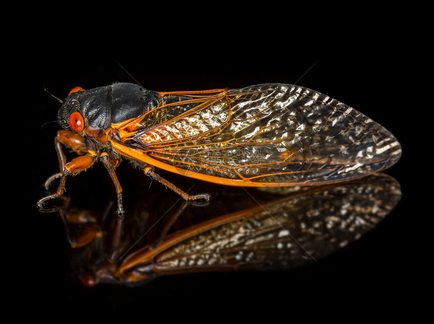 Brood II的岩晶图臭虫身体生物眼睛昆虫翅膀宏观野生动物黑色害虫图片
