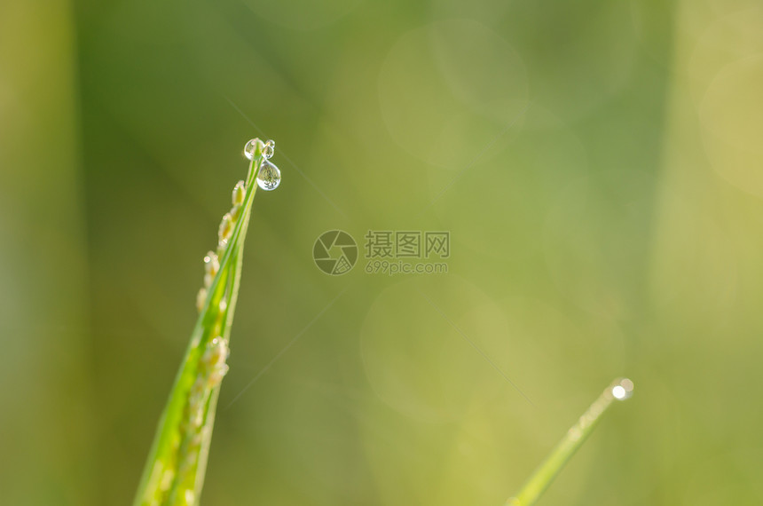 带水滴的草生长环境植物花园草地叶子液体生态宏观生活图片