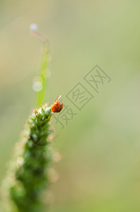 植物上的小小虫瓢虫橙子昆虫植物群漏洞野生动物宏观高清图片