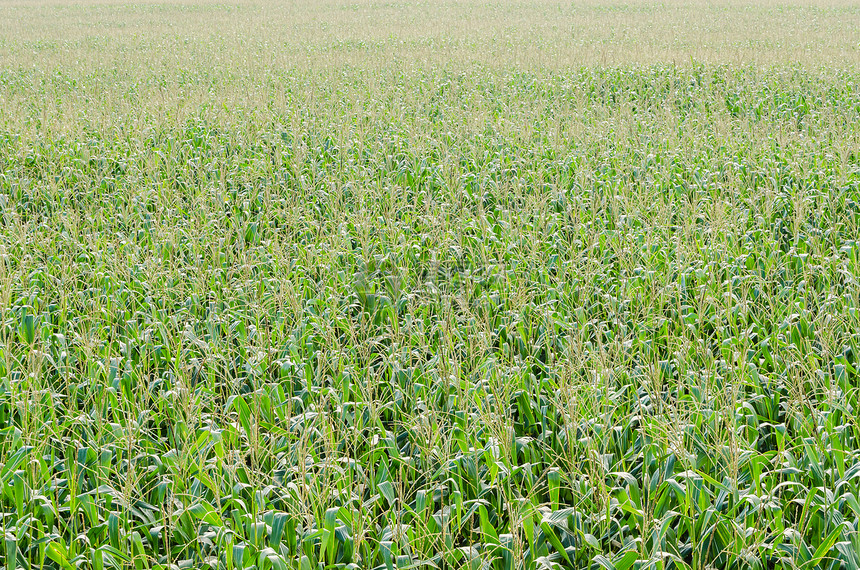 玉米农场场地谷物国家食物季节环境蔬菜天空乡村粮食图片
