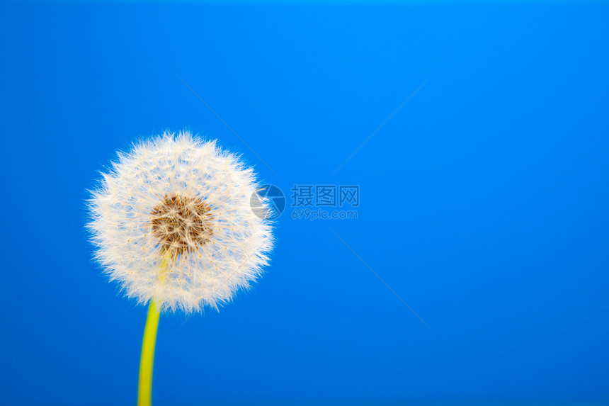 蓝色背景的花层植物种子孢子白色草本植物天空杂草植物群图片