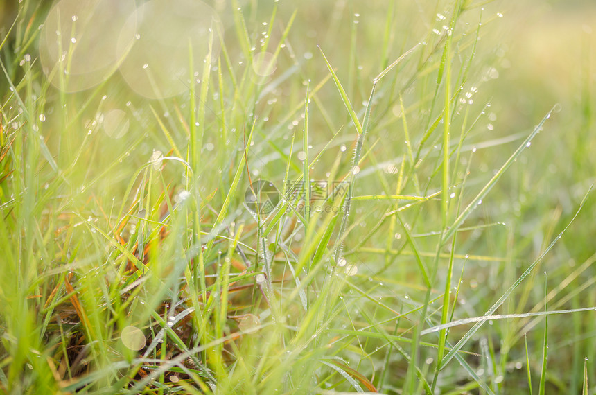 带水滴的草液体生活草地叶子生态花园绿色生长宏观植物图片