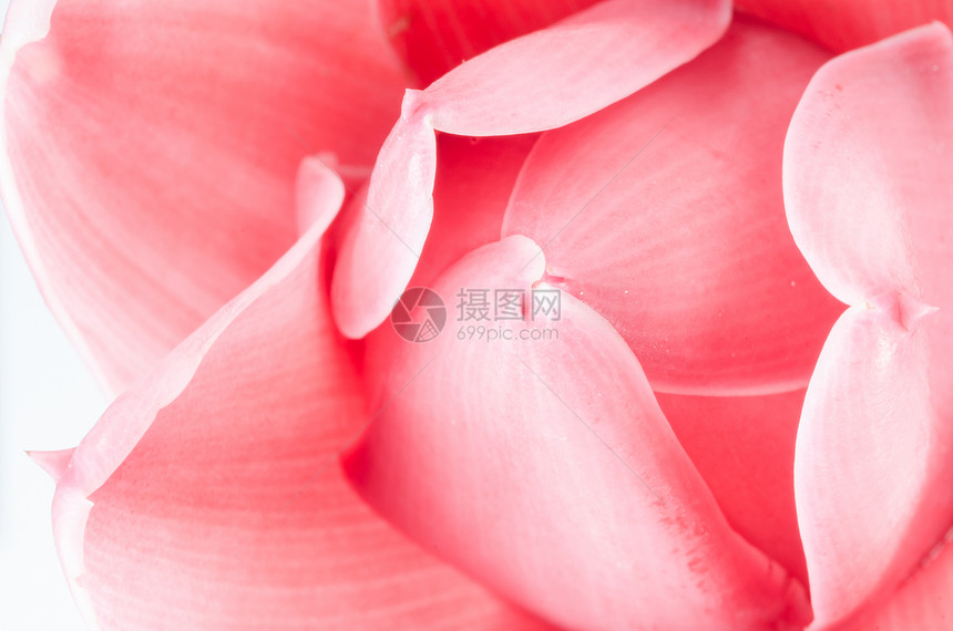 普通姜花红色公园植物花园宏观粉色花瓣图片
