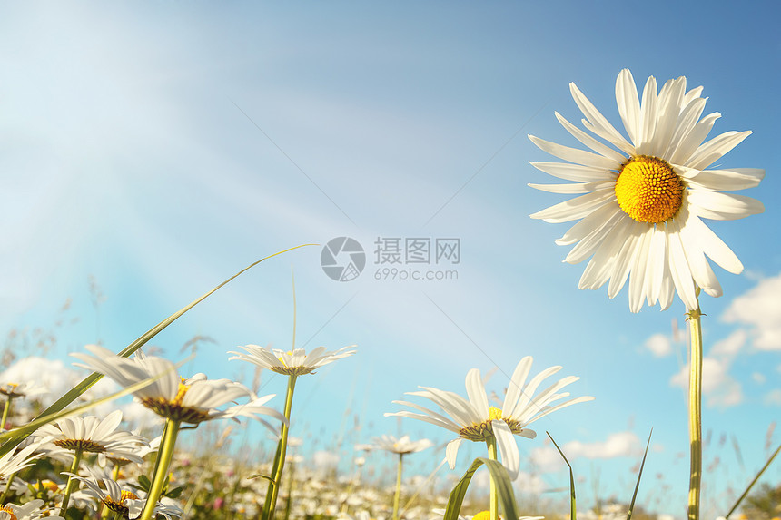 以阳光对抗蓝天的菊花田图片