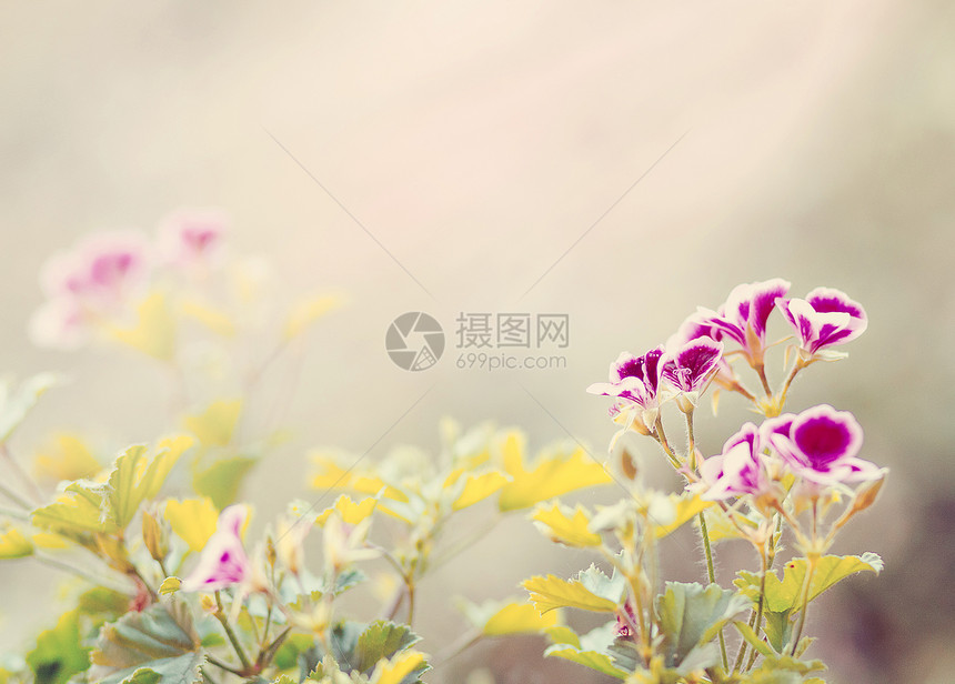 花园中的春花 浅角花朵花瓣天空植物学阳光焦点季节植物植物群粉色图片