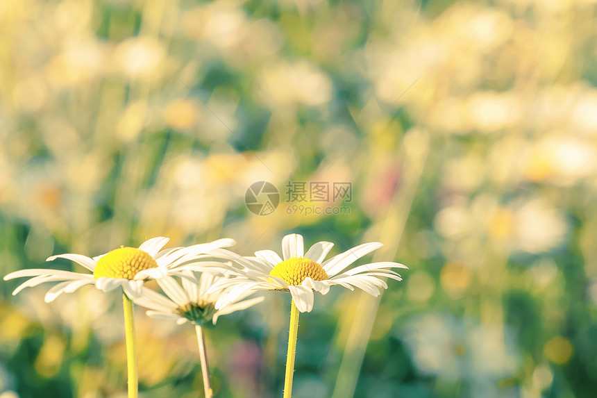 菊花花糊面色美丽花瓣雏菊草地洋甘菊花园场地园艺植物植物群图片