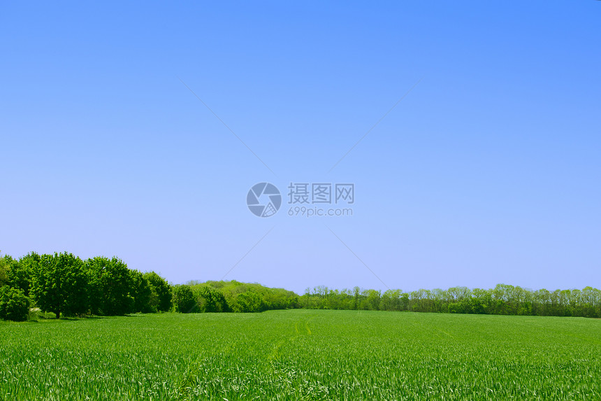 绿地 森林和蓝天空 夏季风景背景图片