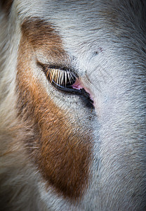 驴眼棕色头发创造力场地绿色眼睛工作耳朵动物农村高清图片