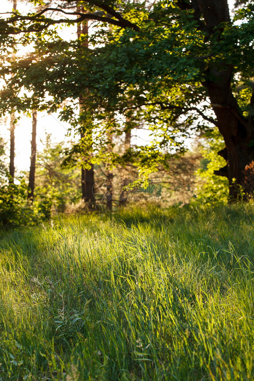 夏林植物光束日落射线橡木太阳森林亮度金子小路图片