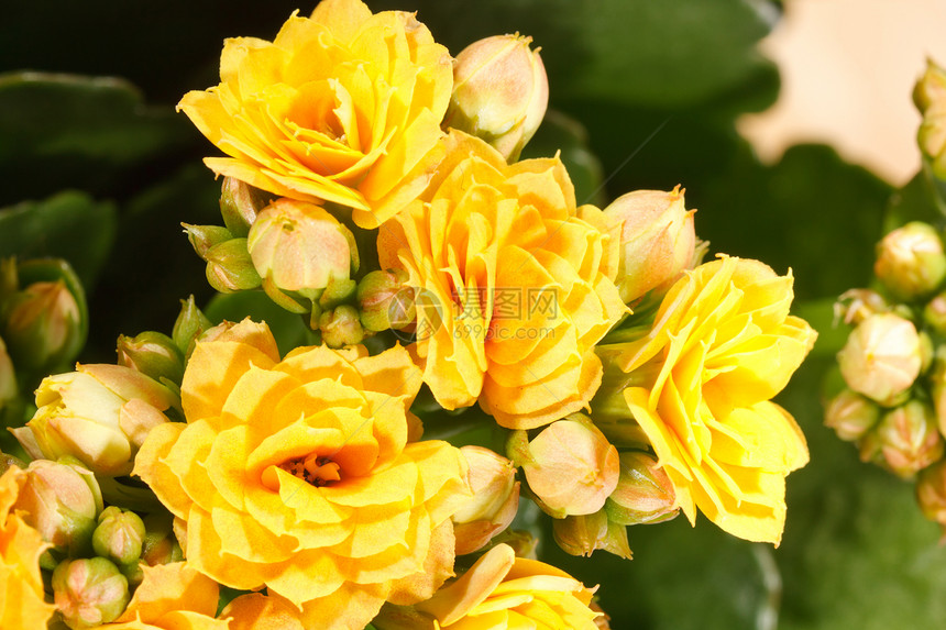 在锅中种植家居Kalanchoe盆栽生长活力花瓣黄色爱好绿色陶器植物园艺图片