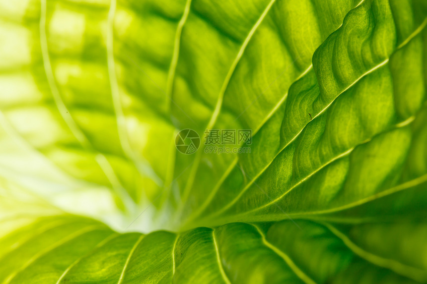 树叶背景卡片白色温泉植物群艺术环境植物绿色生态花园图片