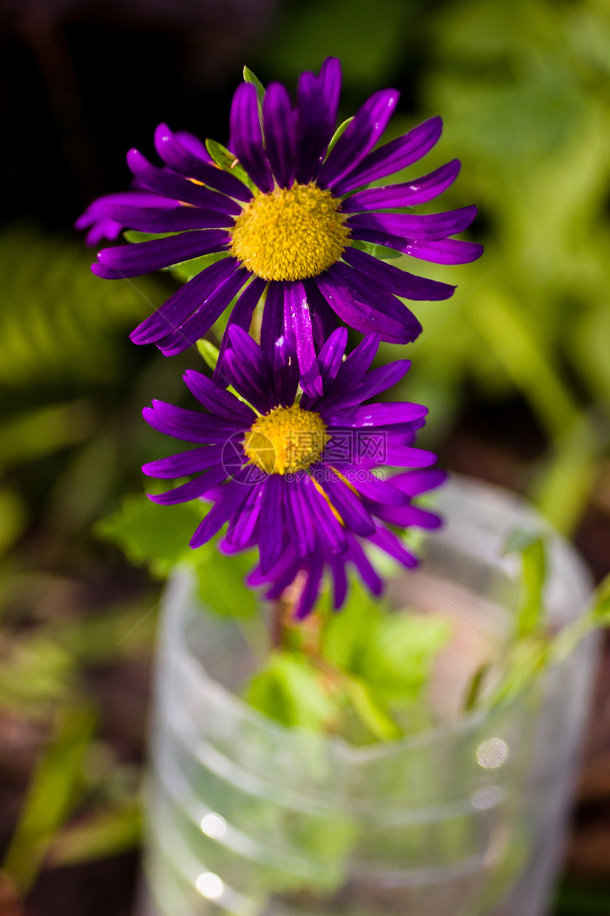 紫色和黄色花朵瓶子植物群花瓣叶子绿色池塘冥想植物塑料美丽图片