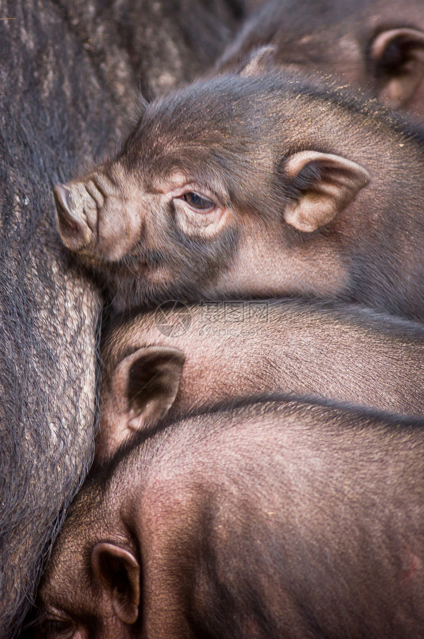 越南猪宠物动物群团体大腹婴儿白色乡村食物猪肉腹部图片