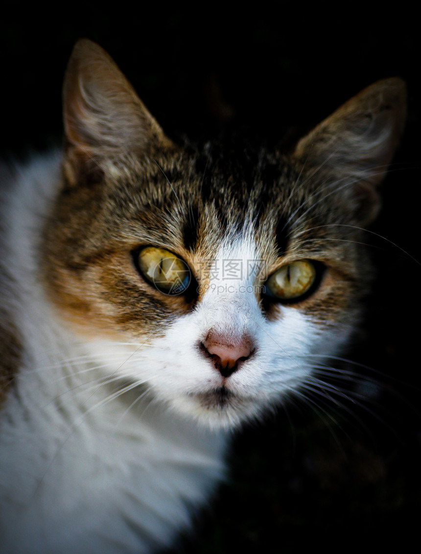 猫咪肖像虎斑鼻子黑色灰色毛皮猫科动物注意力头发好奇心生物图片