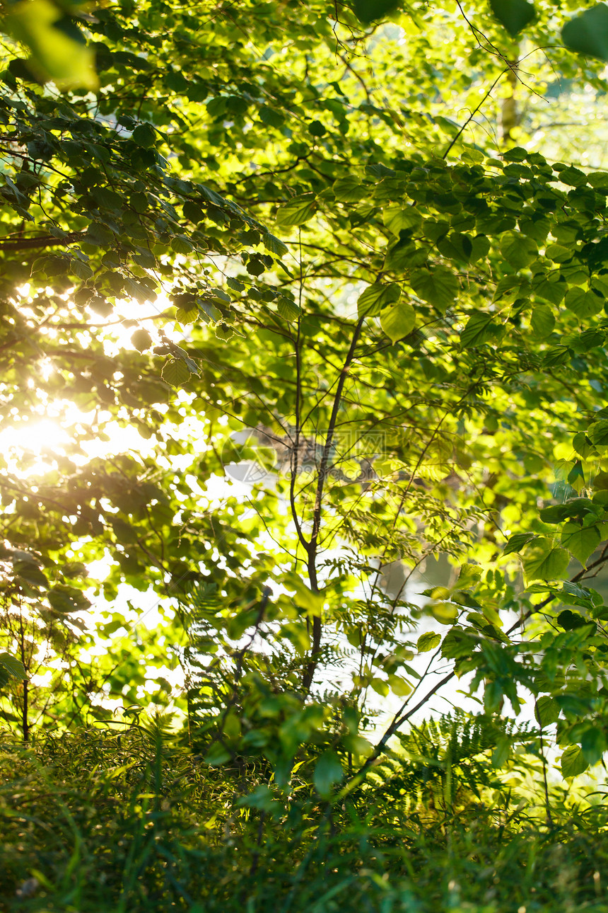 夏季风景森林反射晴天地平线蓝色蕨类叶子草地生态旅游图片