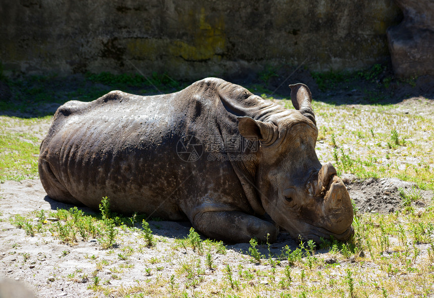 城市动物园中的灰犀牛公园危险动物动物园身体绿色皮肤荒野野生动物灰色图片