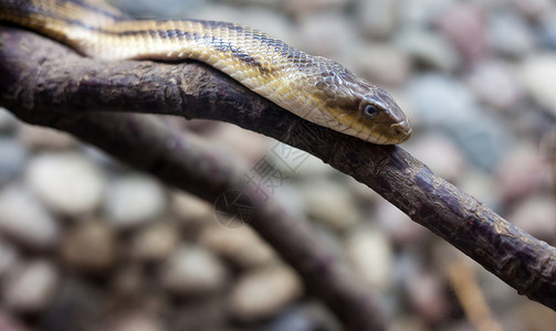 危险蛇荒野动物动物学野生动物毒液背景图片
