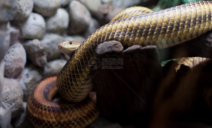 危险蛇在城市动物园动物群热带捕食者爬行动物毒液异国蛇皮情调野生动物荒野图片
