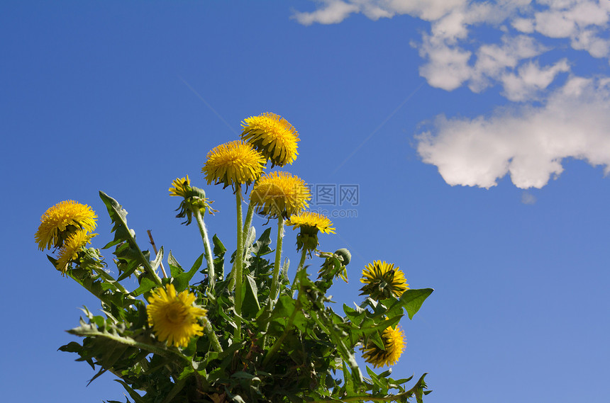 蓝色天空的花层绿色白色季节晴天黄色世界图片