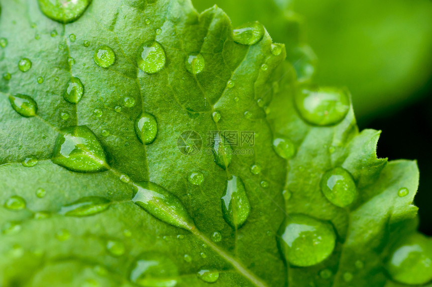 雨水滴滴子宏观雨滴花园生活叶子植物群生长静脉植物学森林图片