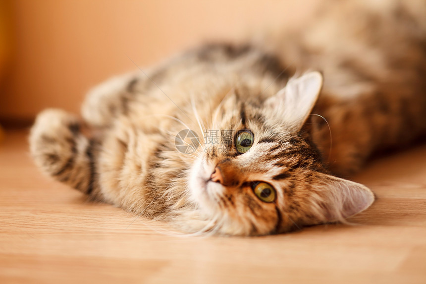 漂亮的猫说谎动物头发休息房子午休投标猫科动物爪子宠物图片