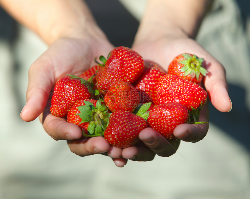 手握草莓种植园手指太阳小吃叶子水果食物栽培手臂浆果图片