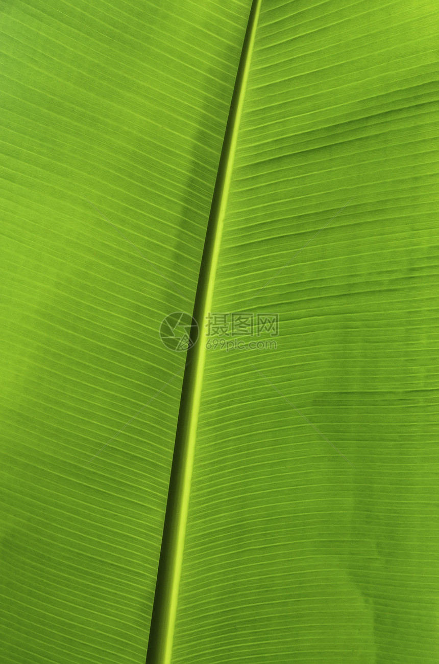 香蕉叶热带生态植物群园艺叶子库存植物绿色环境树叶图片