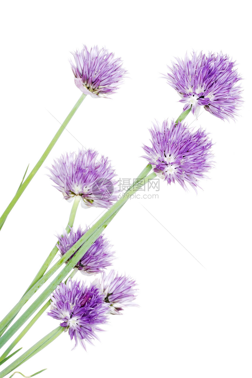 花冠装饰花生物学植物紫色花朵草药香料营养叶子韭菜季节图片