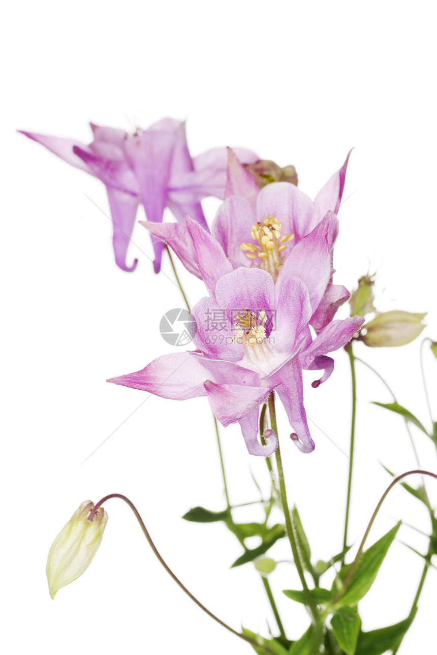 粗俗的quielegia语季节植物粉色生长季节性花粉白色紫色花瓣宏观图片