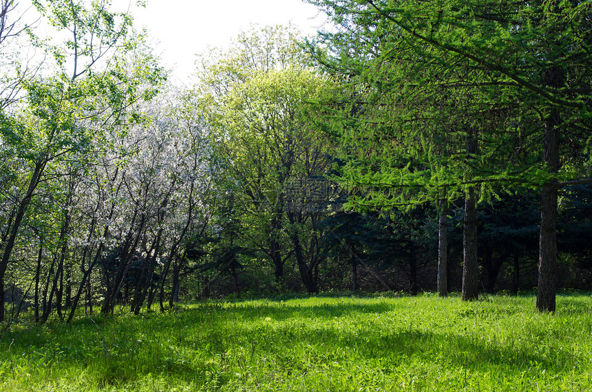 阳光绿林场景活力叶子空地曲线木头环境季节旅行树干图片
