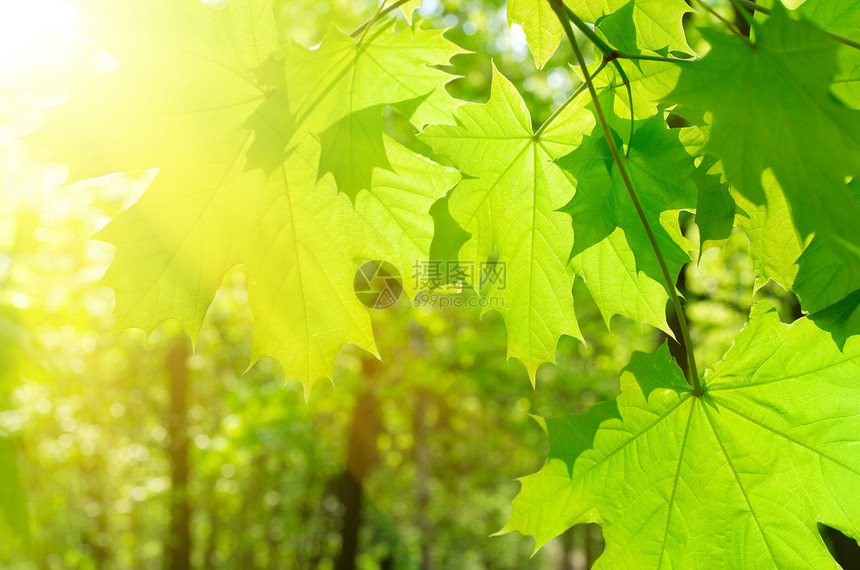 花木背景的树叶树木生长太阳光线框架生活植物叶子森林公园环境图片