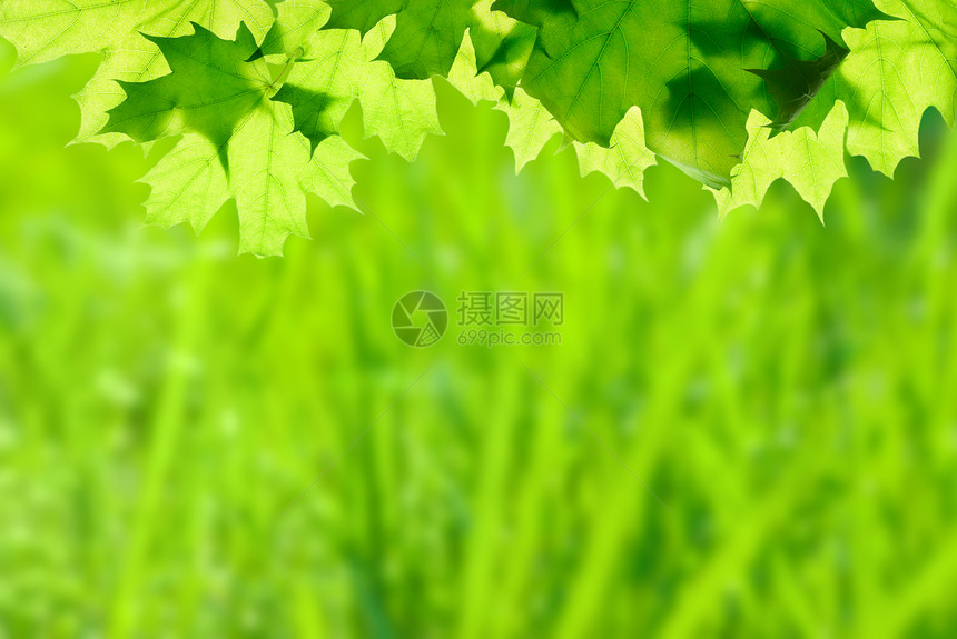 花背景的绿木树叶图片