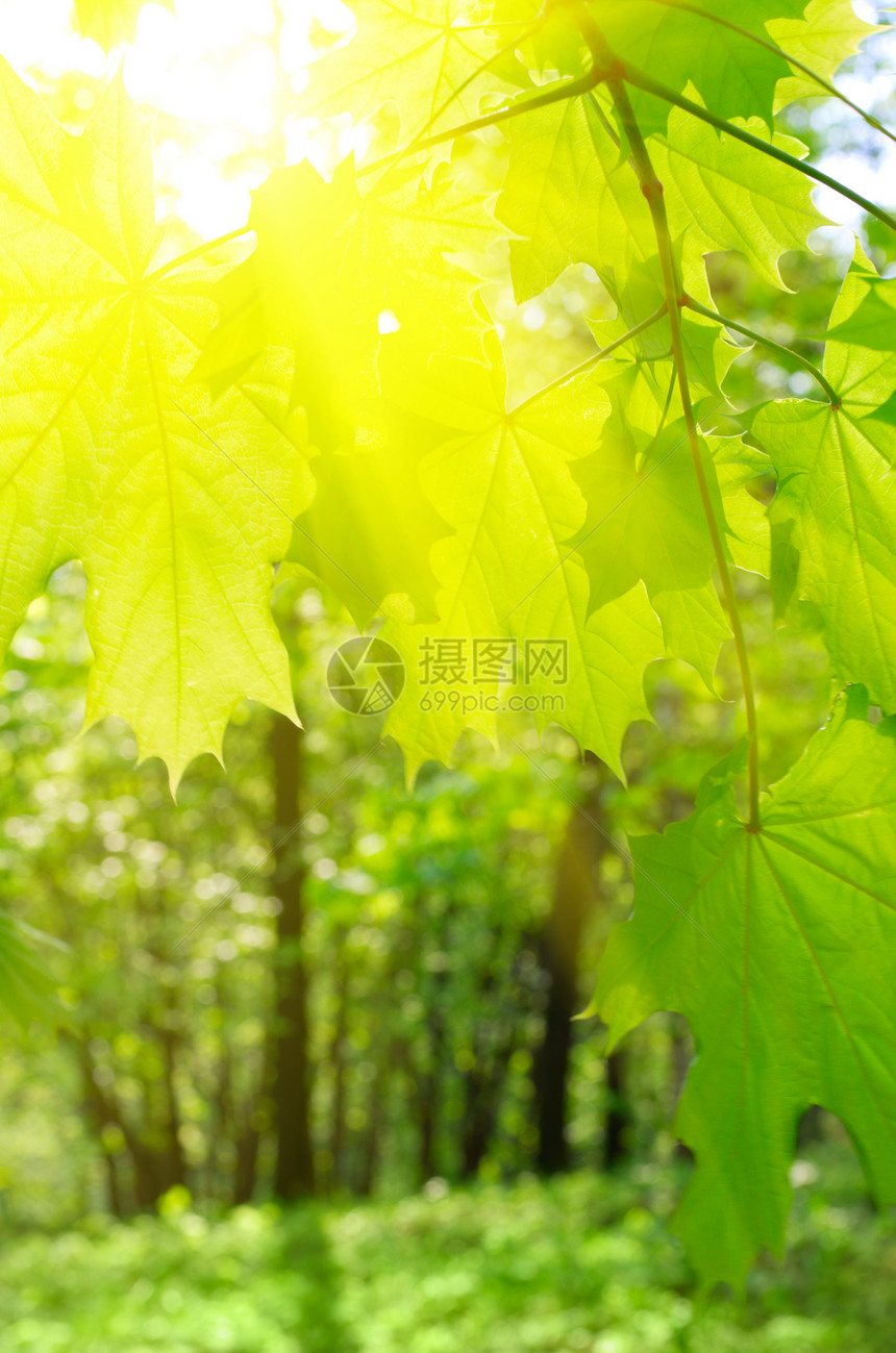 花木背景的树叶环境框架植物射线森林阳光枝条生长叶子生活图片
