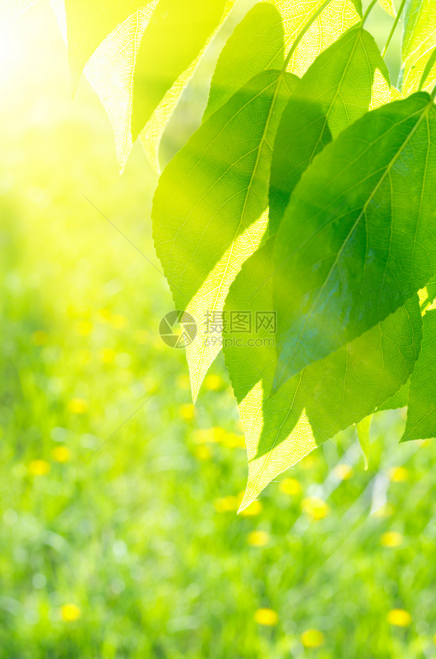 花层背景的花粉叶叶生活植物阳光射线枝条公园森林树木环境横梁图片