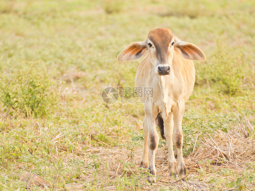 在夏季玉米田的奶牛配种牧草牛肉动物群血统环境哺乳动物村庄场地畜牧业图片