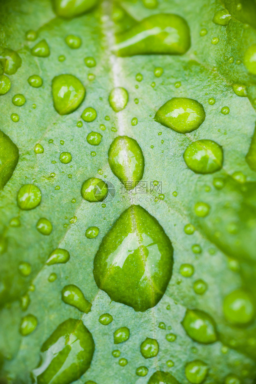 雨水滴滴子生长环境花园森林植物群宏观叶子雨滴植物水滴图片